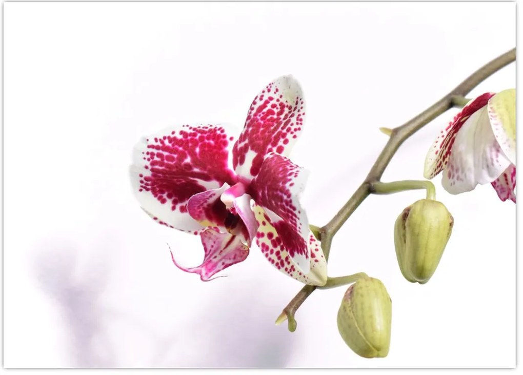 Obraz kwiatu orchidei (70x50 cm)