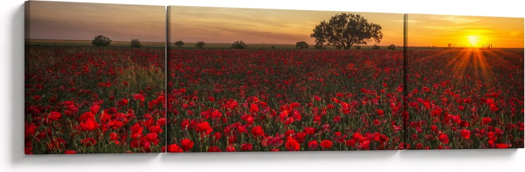 Obraz łąki z makami (170x50 cm)