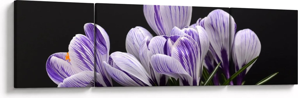 Obraz - Fioletowe krokusy (170x50 cm)