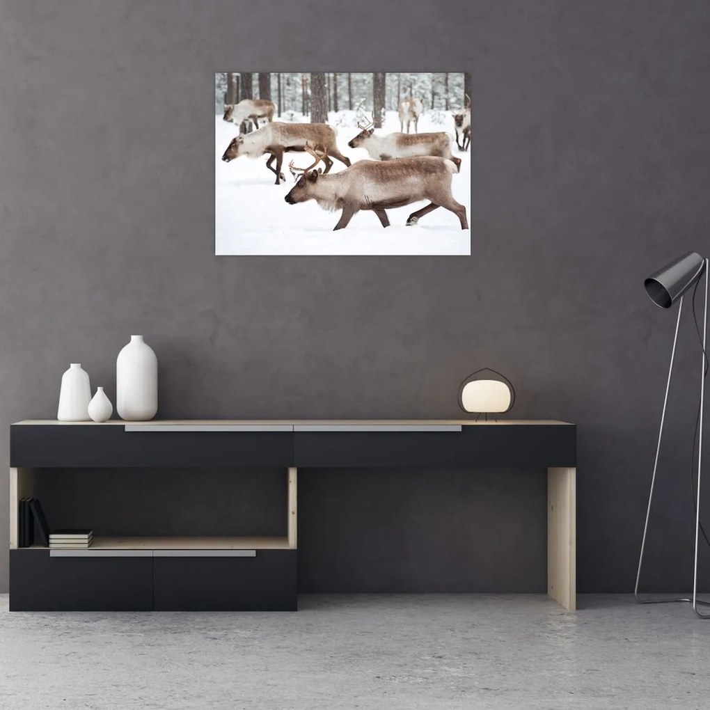Obraz - Renifer (70x50 cm)
