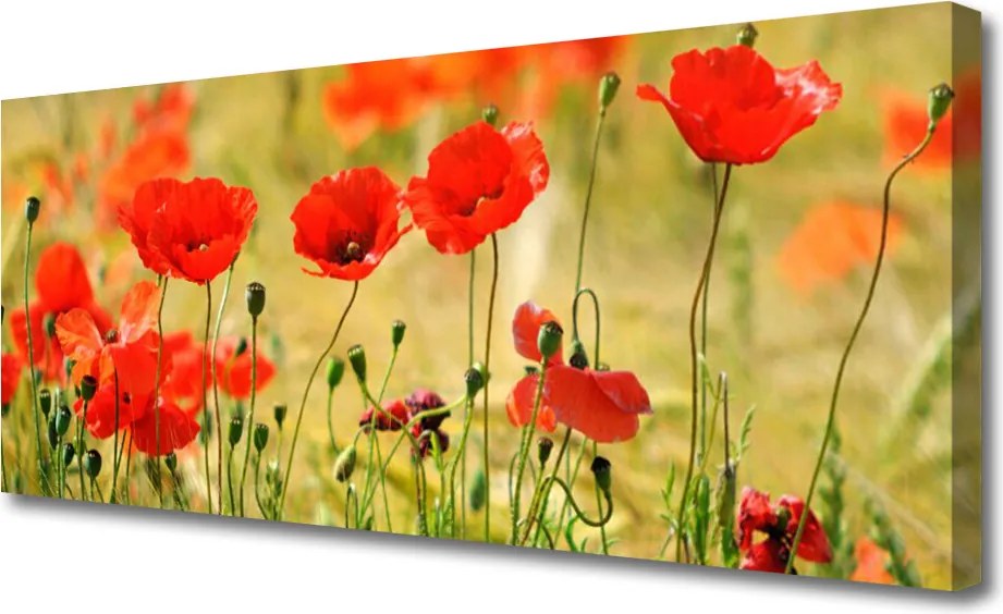 Obraz canvas Polne Maki w Rozkwicie