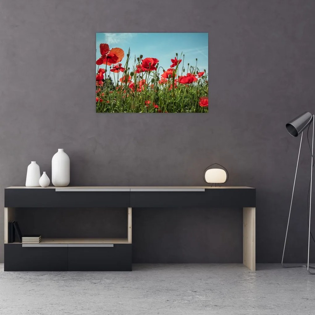 Obraz na szkle - Na polu maków (70x50 cm)