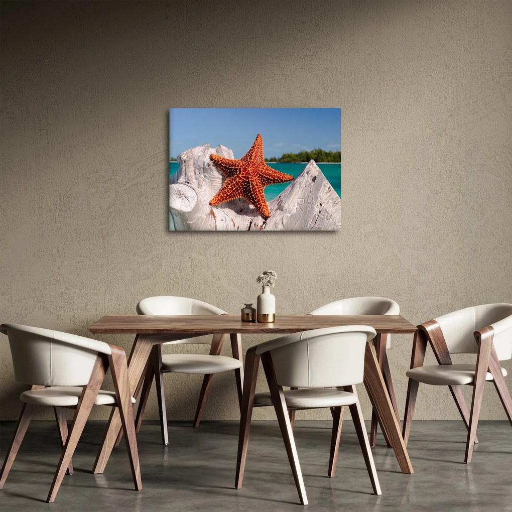 Obraz rozgwiazdy (70x50 cm)