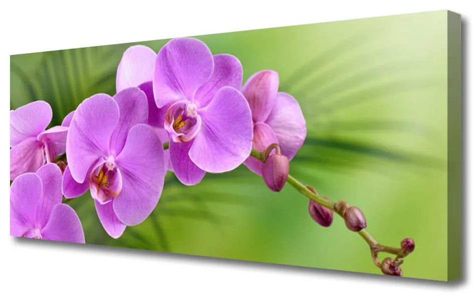 Obraz Canvas Storczyk Orchidea Kwiaty