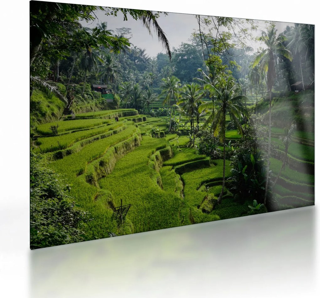 Obraz na szkle tarasów ryżowych Tegalalang, Bali (70x50 cm)