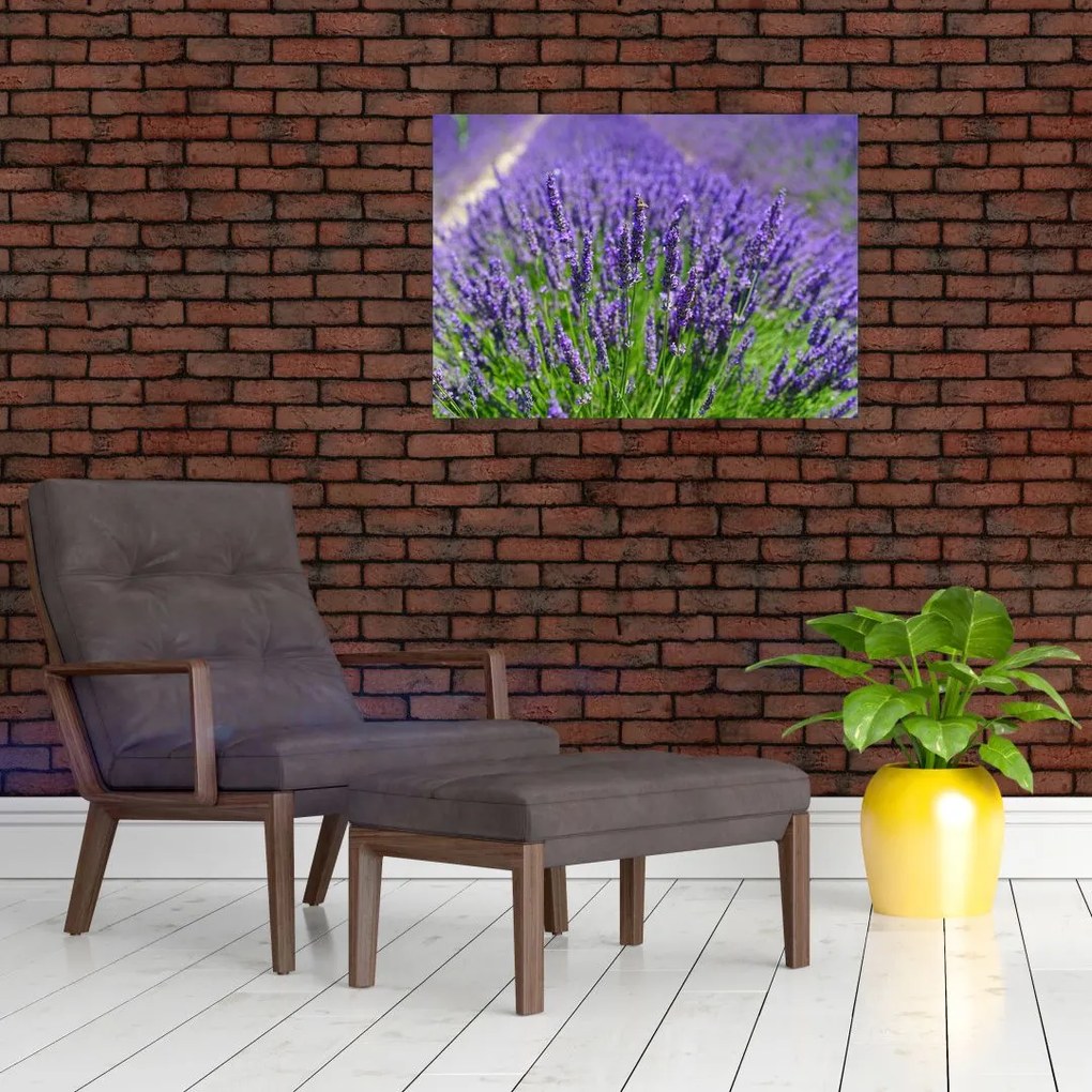 Obraz - lawenda (70x50 cm)