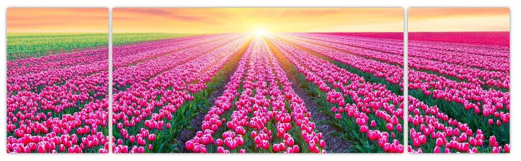 Obraz pole tulipanów ze słońcem (170x50 cm)