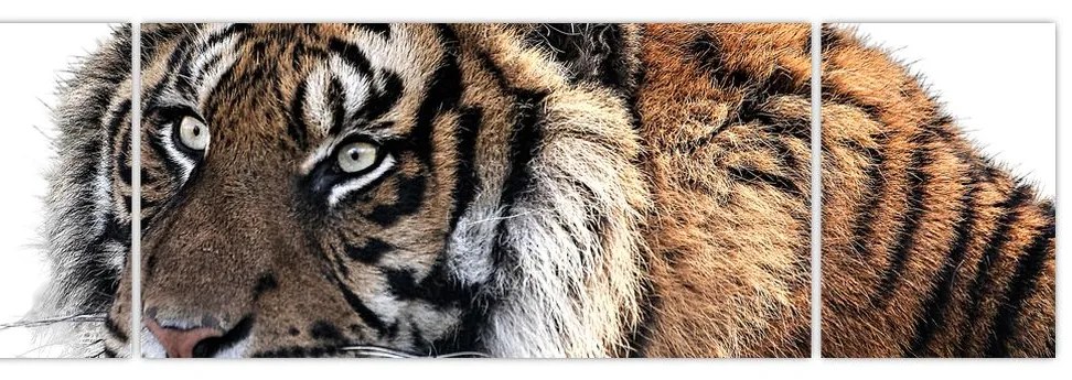 Obraz tygrysa (170x50 cm)