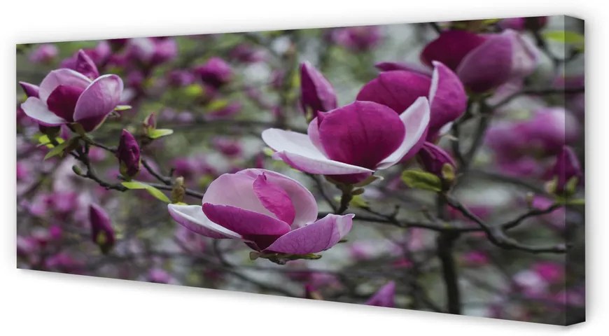 Fotoobraz na płótnie Fioletowa Magnolia