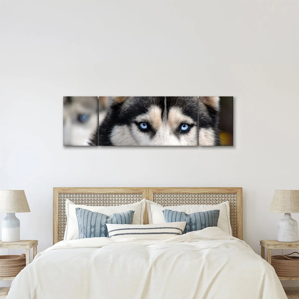 Obraz psa husky (170x50 cm)