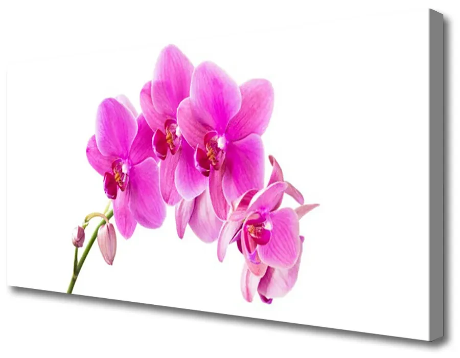 Obraz Canvas Storczyk Kwiat Orchidea
