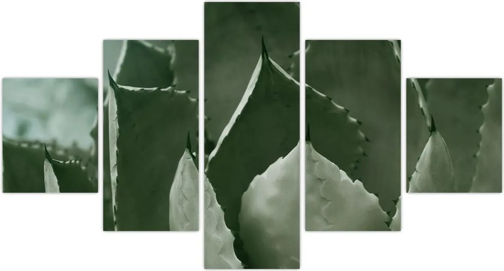 Obraz - Zielona agawa (125x70 cm)