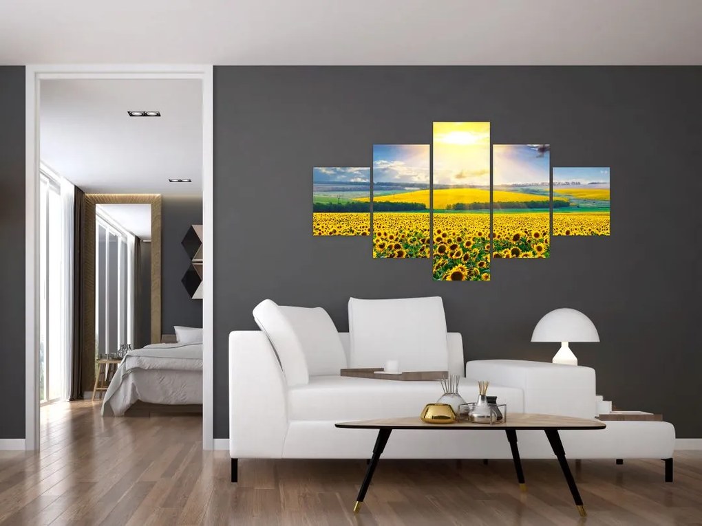 Obraz - Pole słoneczników (125x70 cm)