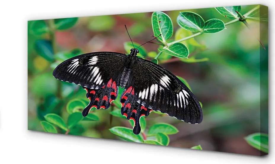 Obraz canvas na ścianę Liście i Kolorowy Motyl