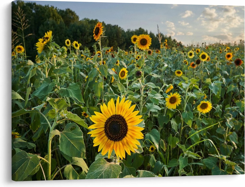 Obraz - Sunflower Field II. (70x50 cm)