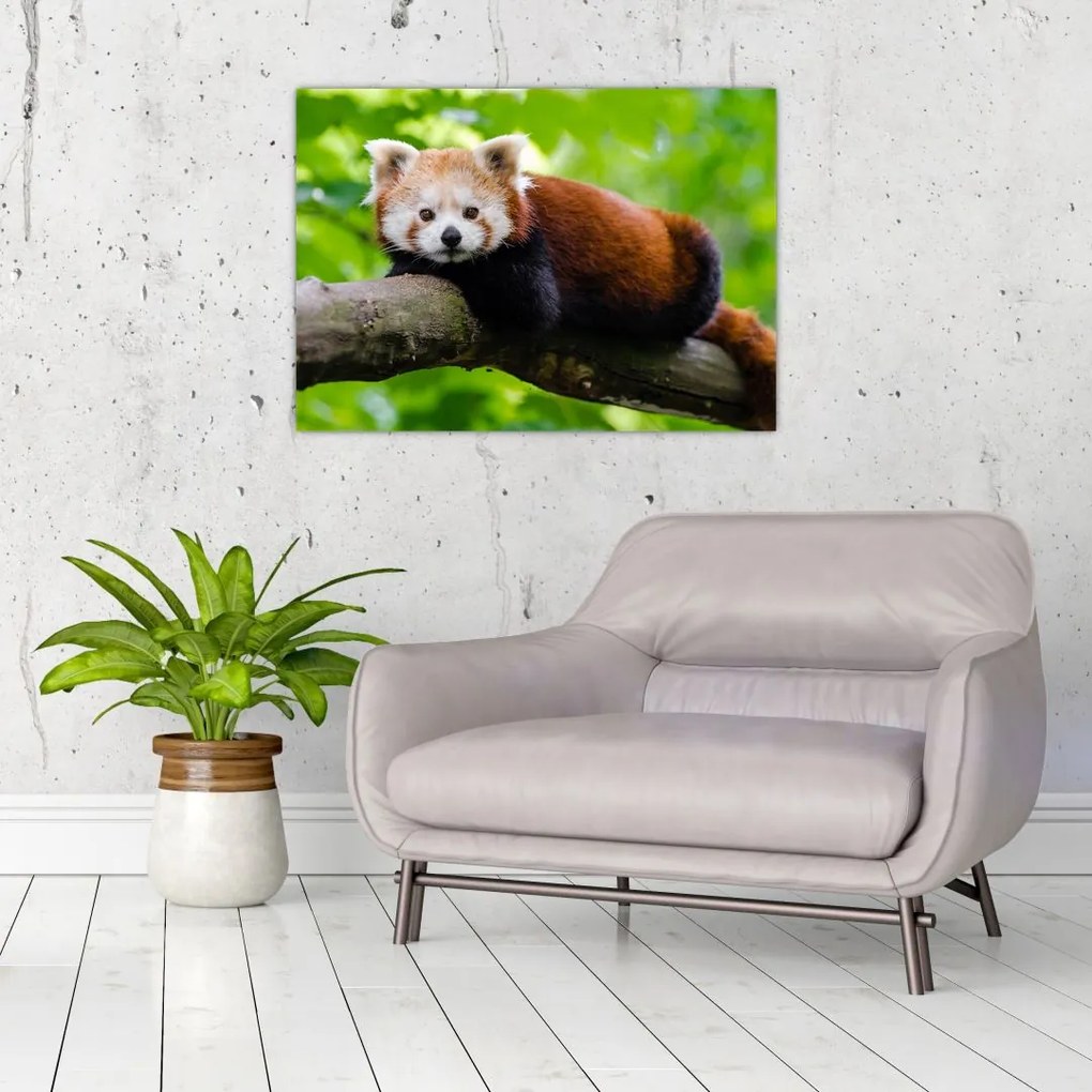 Obraz na szkle - panda czerwona (70x50 cm)