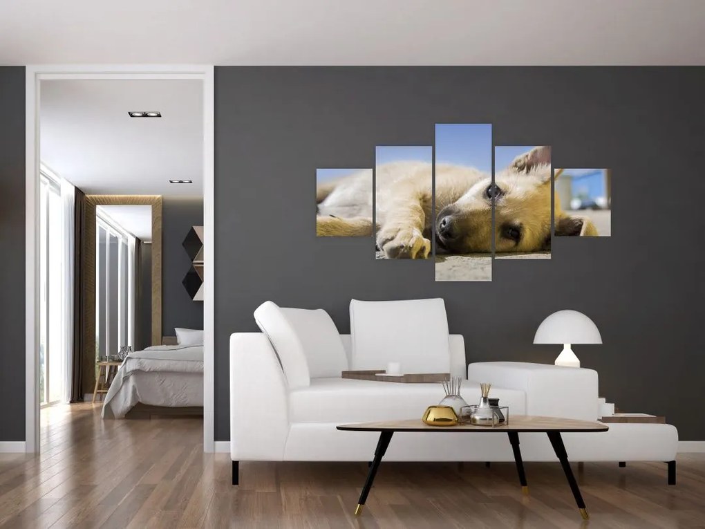 Obraz leżącego szczeniaka (125x70 cm)