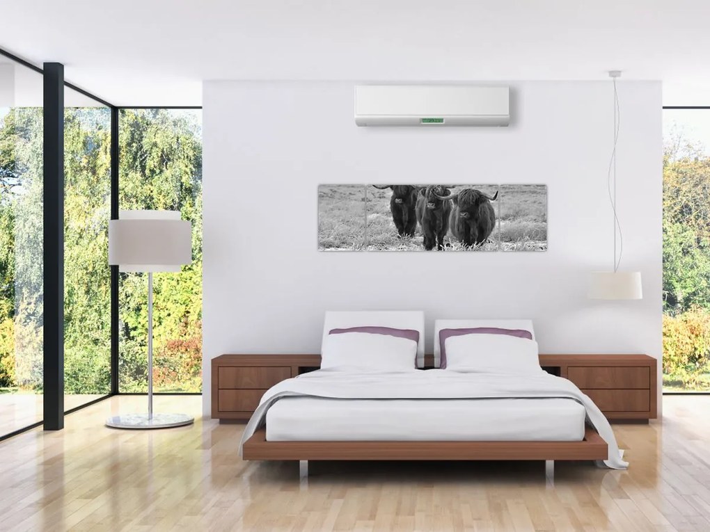 Obraz - Szkockie krowy (170x50 cm)