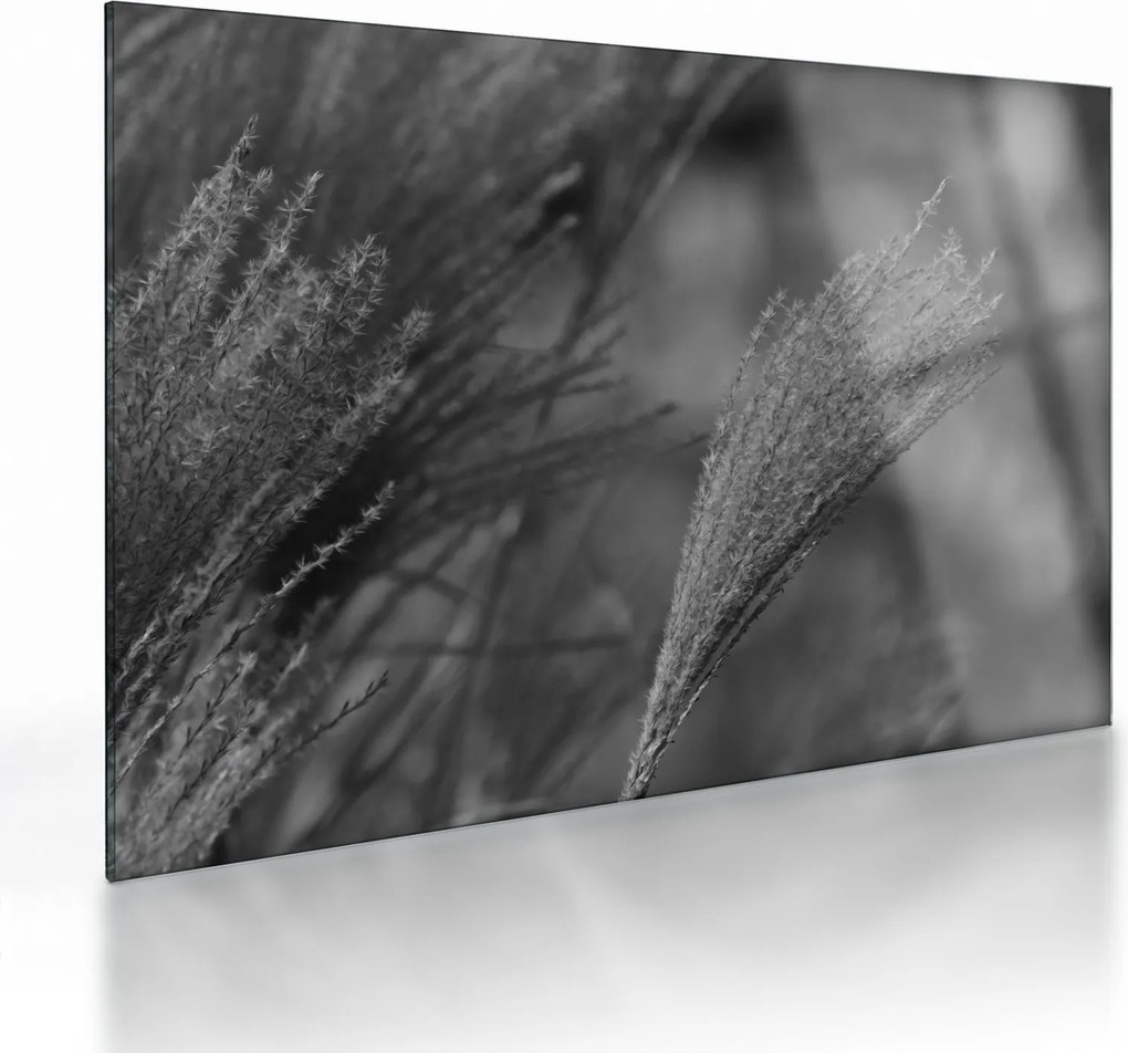 Obraz na szkle - Suszona trawa pampasowa (70x50 cm)