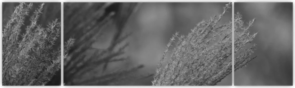 Obraz - Suszona trawa pampasowa (170x50 cm)