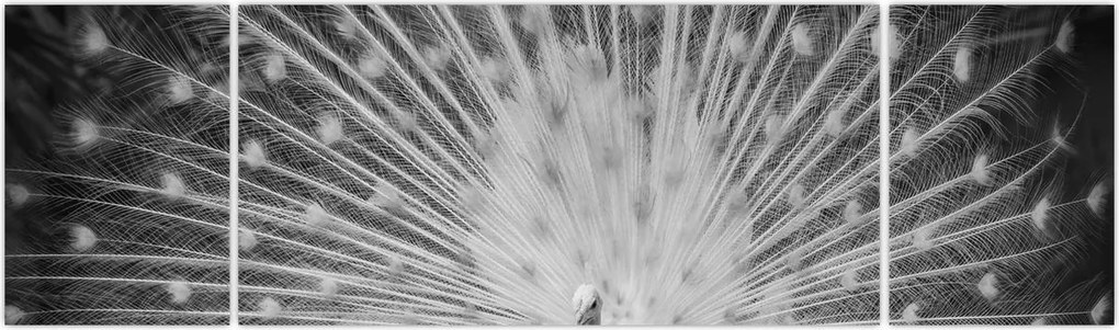 Obraz - Biały paw (170x50 cm)
