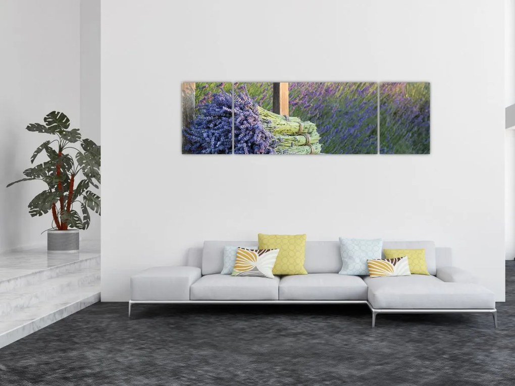 Obraz - Pęczki lawendy (170x50 cm)
