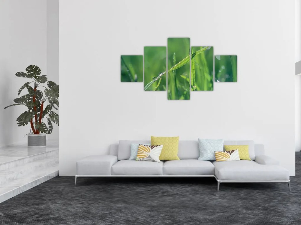 Obraz kropli rosy (125x70 cm)