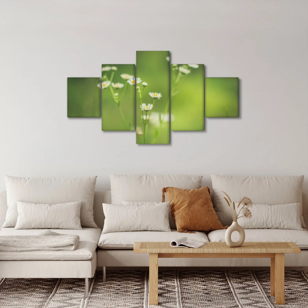 Obraz stokrotek (125x70 cm)
