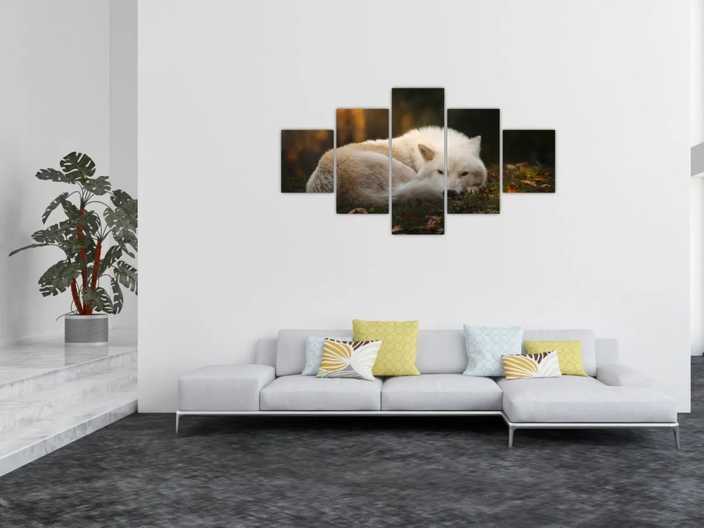 Obraz - Odpoczywający wilk (125x70 cm)