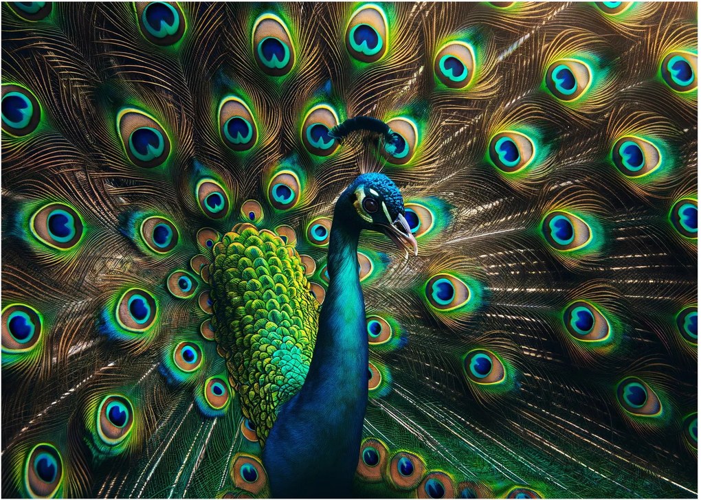 Obraz – Paw (70x50 cm)