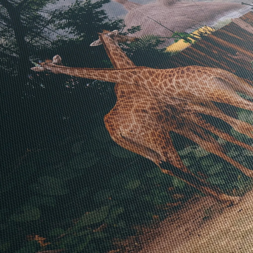 Obraz dwóch żyraf (170x50 cm)