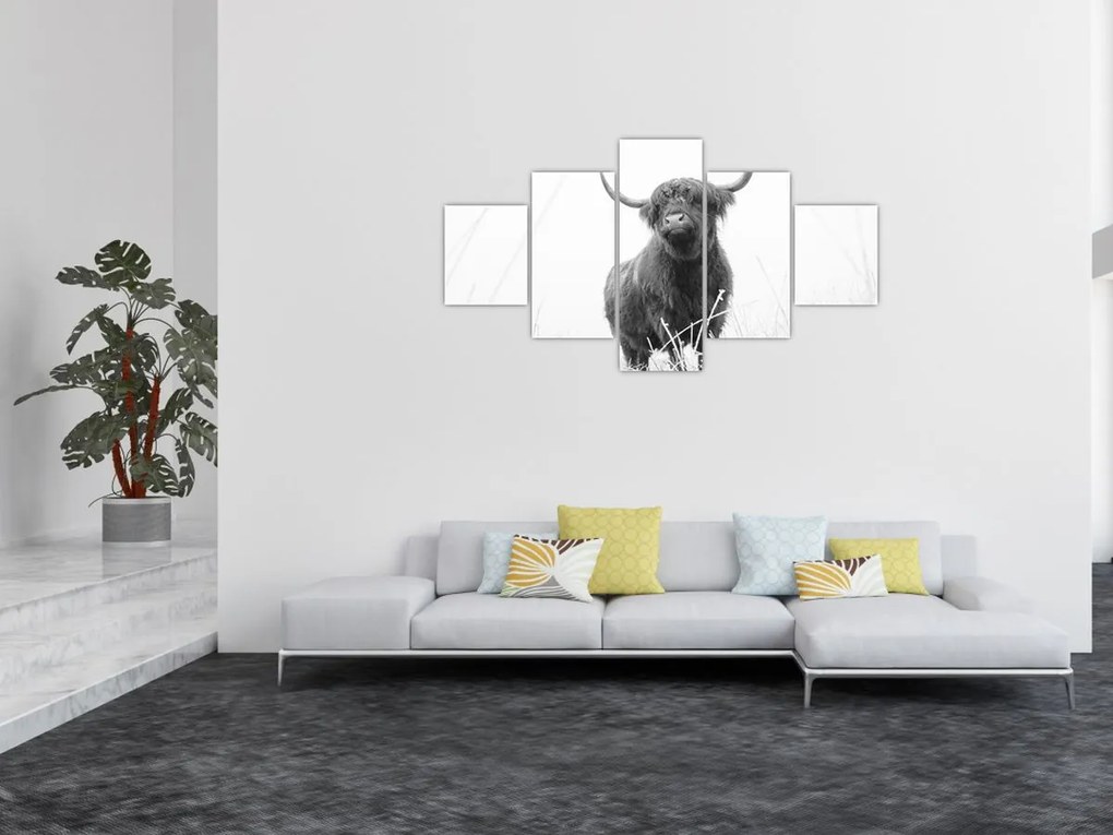 Obraz - Szkocka krowa 4, czarno - biały (125x70 cm)