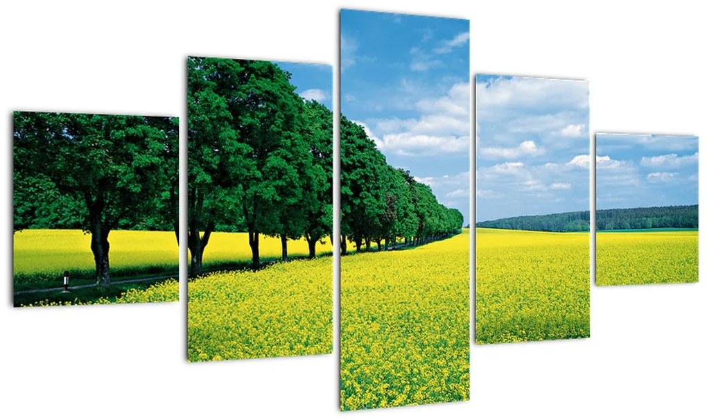 Obraz pola z aleją (125x70 cm)