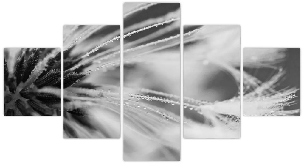 Obraz - Makro, czarno - biały (125x70 cm)
