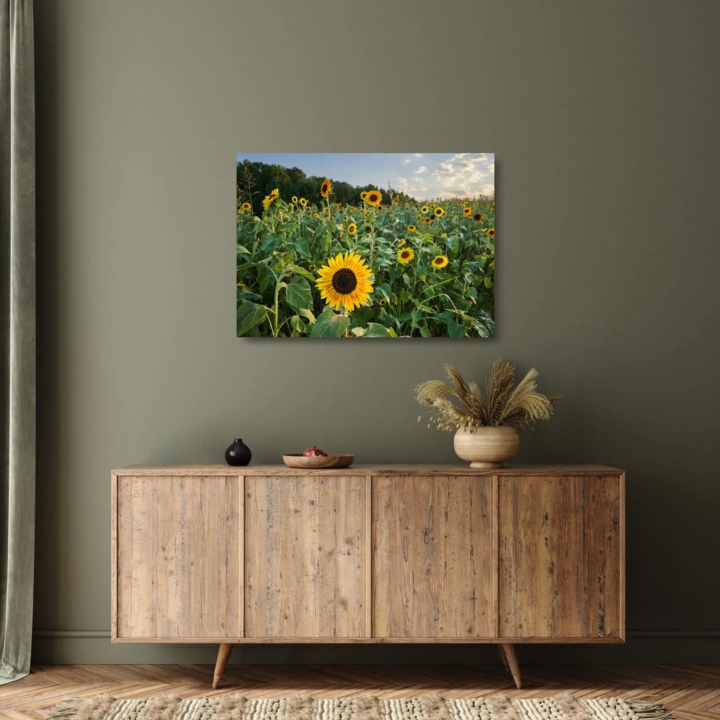 Obraz na szkle - Sunflower Field II. (70x50 cm)
