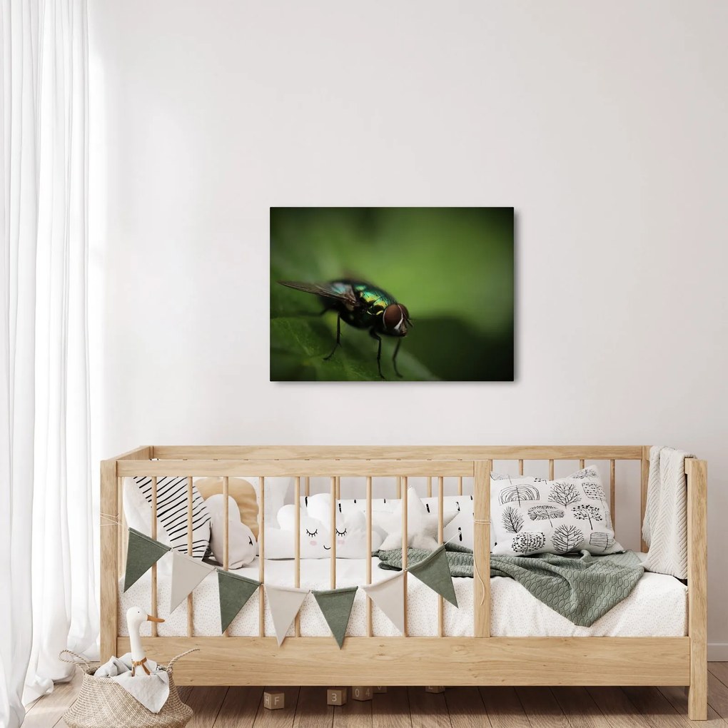 Obraz - Mucha (70x50 cm)