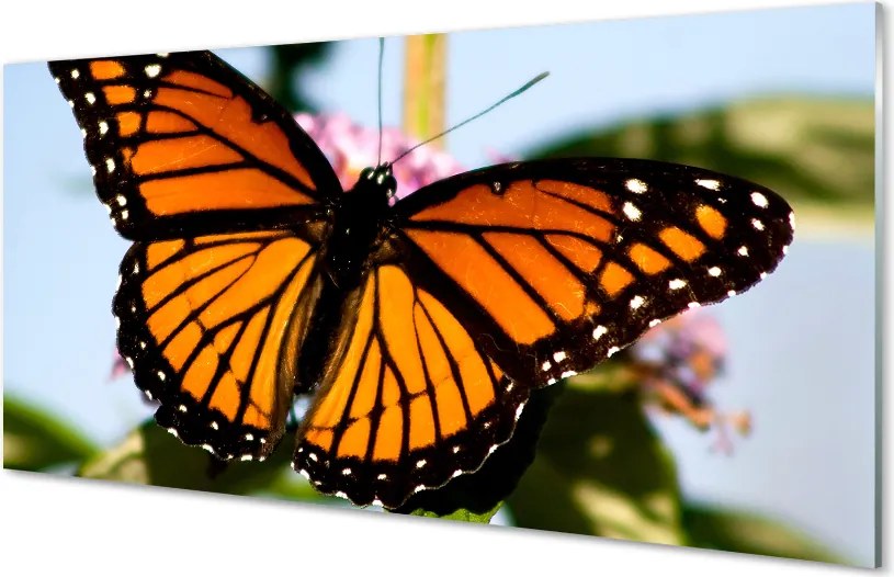 Panel nad Blat Kuchenny Portret Kolorowego Motyla