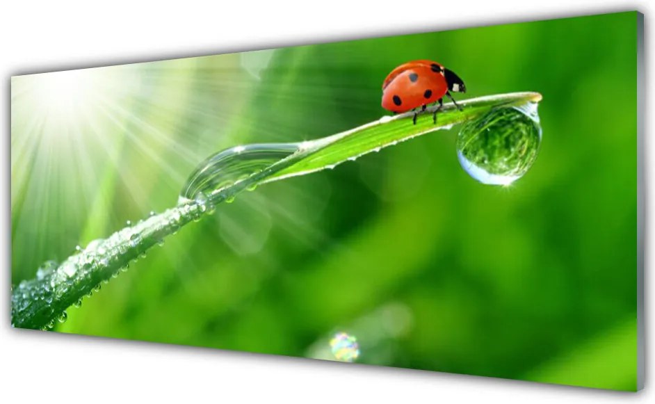 Panel Szklany do Kuchni Mała Biedronka Na Źdźble