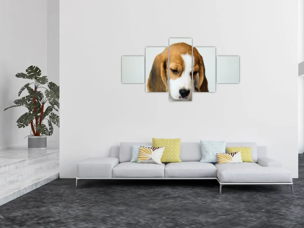 Obraz Beagle (125x70 cm)