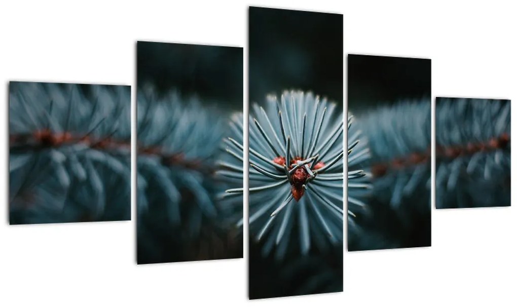 Obraz gałązki drzewa iglastego (125x70 cm)