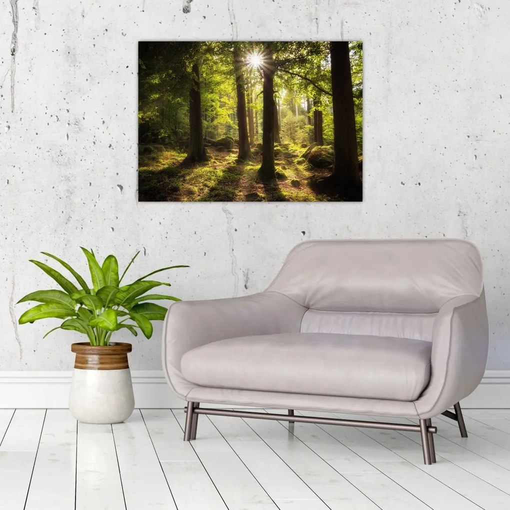 Obraz na szkle sennego lasu (70x50 cm)