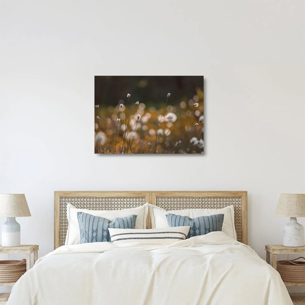 Obraz na szkle - Łąka z trawą bawełnianą N⁰2 (70x50 cm)