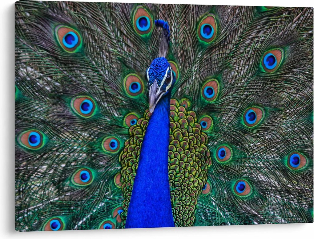 Obraz - Paw (70x50 cm)