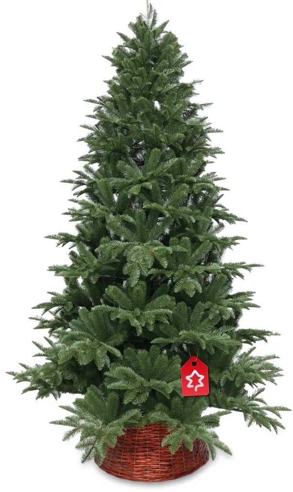 Jodła kaukaska 100% 180 cm