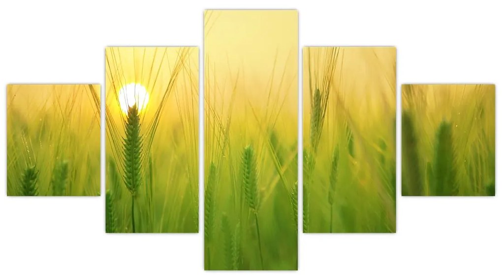 Obraz pola ze zbożem (125x70 cm)