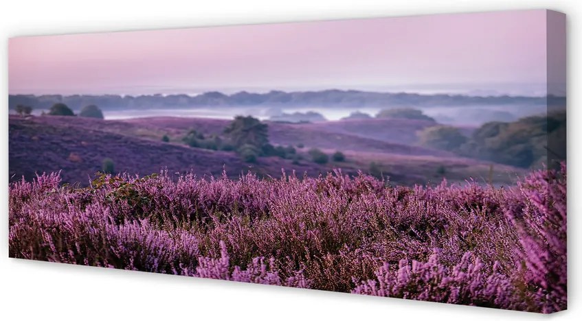 Obraz drukowany na płótnie Pole Wrzosów