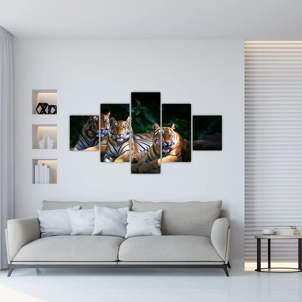 Obraz - Tygrysi Bracia (125x70 cm)