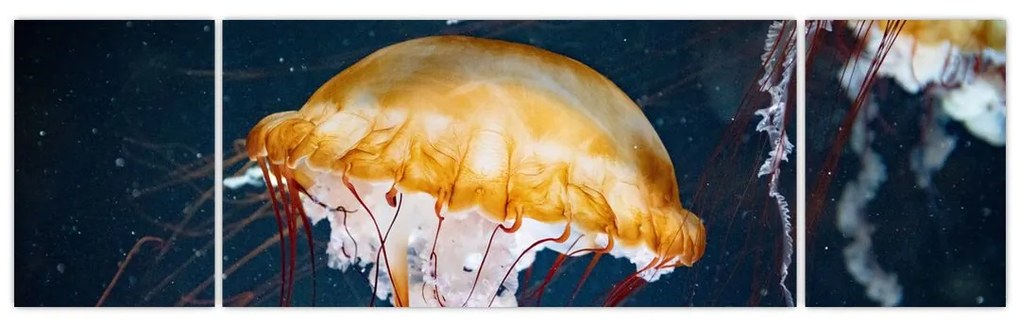 Obraz meduzy (170x50 cm)