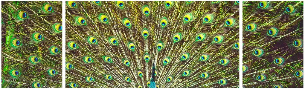 Obraz - Paw (170x50 cm)