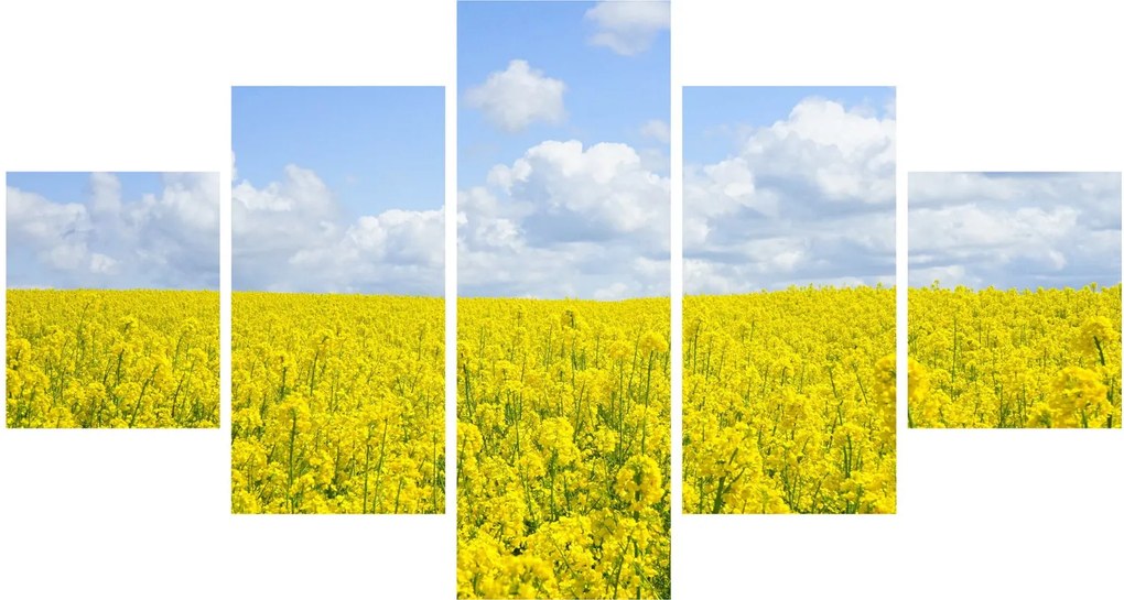Obraz żółtego pola (125x70 cm)